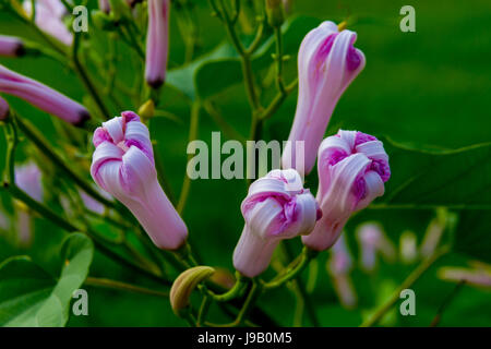 Morning Glory Blumen Prunkwinde Baum oder Ipomoea Carnea Jacq Stockfoto