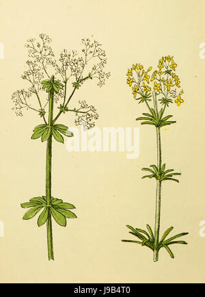 Plantenschat1898 194 92 Galium Erectum. Galium verum Stockfoto