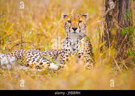 Eine schöne Gepard ruht in der Savanne im Serengeti Stockfoto