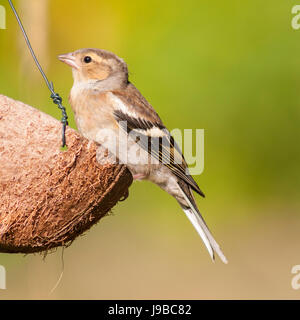 Eine weibliche Buchfinken (Fringilla Coelebs) im Vereinigten Königreich Stockfoto