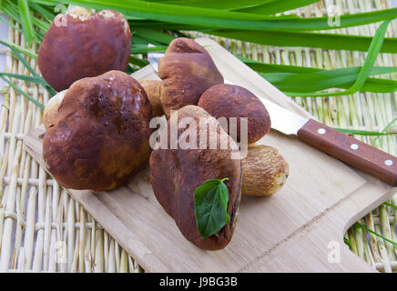 kleine Gruppe von Speisepilzen auf einem Holzbrett mit einem grünen Rasen Stockfoto