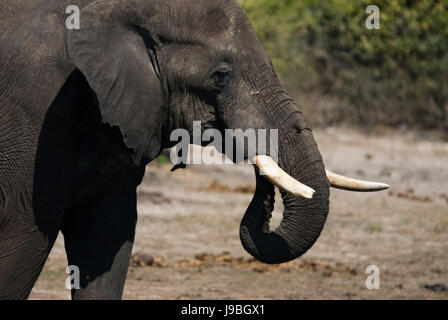 Profil, groß, große, enorme, extreme, mächtigen, imposanten, immense, relevant, Stockfoto