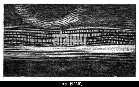 Trans-Linn. SOC London Band 20 Platte 24 Abbildung D Stockfoto