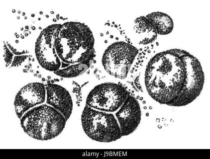 Trans-Linn. SOC London Band 20 Platte 24 Abbildung G Stockfoto