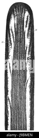 Trans-Linn. SOC London Band 20 Platte 24 Abb. A Stockfoto