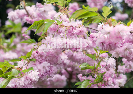 Nahaufnahme der Prunus 'Pink Perfection' Kirschblüte im Frühjahr, England, UK Stockfoto