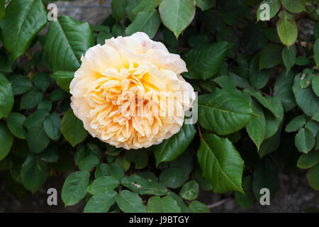 Nahaufnahme von Rosa Crown Princess Margareta A David Austin Kletterrose mit Aprikosenorangen Blüten in einem englischen Garten, England, Großbritannien Stockfoto