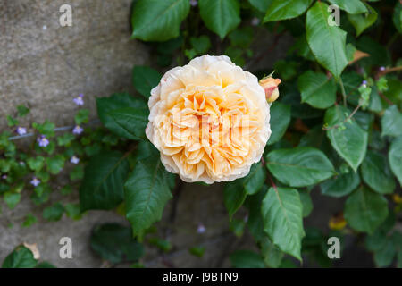 Nahaufnahme von Rosa Crown Princess Margareta A David Austin Kletterrose mit Aprikosenorangen Blüten in einem englischen Garten, England, Großbritannien Stockfoto