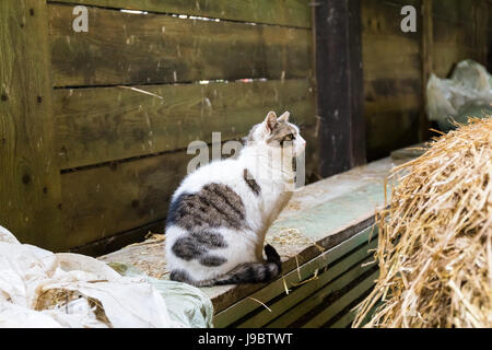 Katze auf einem Bauernhof im Heu sitzen Stockfoto