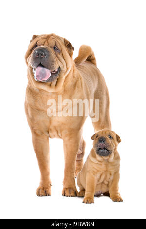 Haustier, Hund, isoliert, Tier, Haustier, Säugetier, Tiere, Sohn, Hund, Studio, Erwachsener, Stockfoto