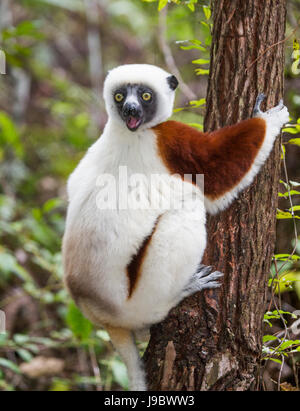 Coquerels Sifaka (Propithecus coquereli) sitzt auf dem Baum. Madagaskar. Nahaufnahme. Stockfoto