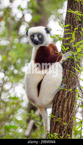 Coquerels Sifaka (Propithecus coquereli) sitzt auf dem Baum. Madagaskar. Nahaufnahme. Stockfoto