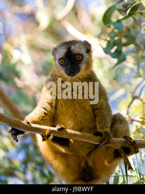 Auf einem Baum sitzt der gewöhnliche Lemur (Eulemur fulvus). Madagaskar. Berenty-Nationalpark. Nahaufnahme. Stockfoto