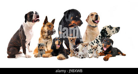 Hund, Rottweiler, Gruppe, schön, beauteously, schön, Tier, Haustier, Studio, Stockfoto