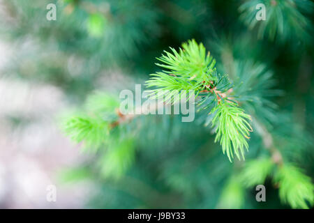 Frische Fichte Knospen wachsen im Frühling Stockfoto