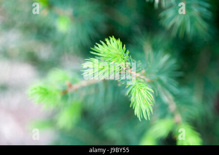 Frische Fichte Knospen wachsen im Frühling Stockfoto