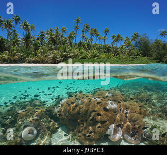 Tropische Küste über und unter der Wasseroberfläche mit Kokospalmen und viele Anemonen mit Fisch unter Wasser, Huahine, Pazifik, Französisch-Polynesien Stockfoto