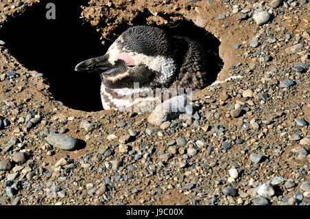 Megellanic Pinguine eingegraben-in auf der Isla Magdalena auf 14.03.2014 Stockfoto