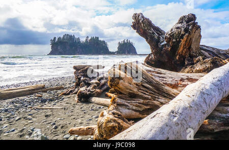 Erstaunliche Strand von La Push in die Quileute-Indianer-Reservat - Gabeln - WASHINGTON Stockfoto