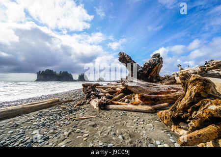 Erstaunliche Strand von La Push in die Quileute-Indianer-Reservat - Gabeln - WASHINGTON Stockfoto