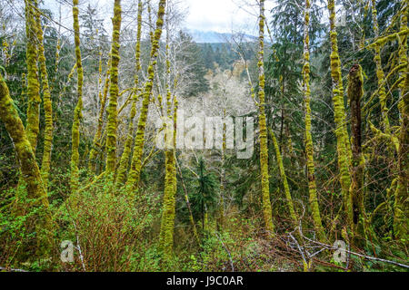 Erstaunliche Regen-Wald in der Nähe von Forks Bogachiel Clallam County - Gabeln - WASHINGTON Stockfoto