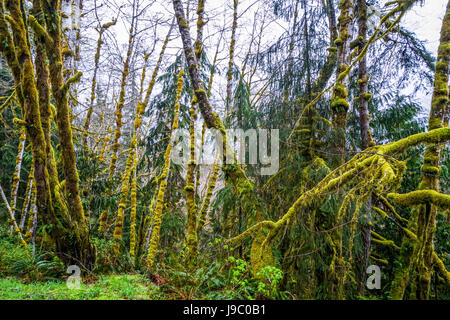 Erstaunliche Regen-Wald in der Nähe von Forks Bogachiel Clallam County - Gabeln - WASHINGTON Stockfoto