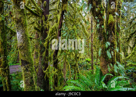 Erstaunliche Regen-Wald in der Nähe von Forks Bogachiel Clallam County - Gabeln - WASHINGTON Stockfoto