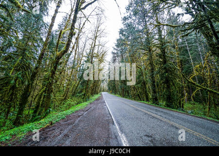 Hoh Road im Hoh Regenwald an Olympic National Park - Gabeln - WASHINGTON Stockfoto