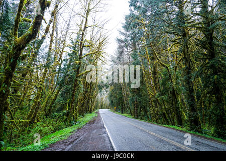 Gruselige Bäume bei Hoh Road in den Regen Wald der Olympic National Park - Gabeln - WASHINGTON Stockfoto