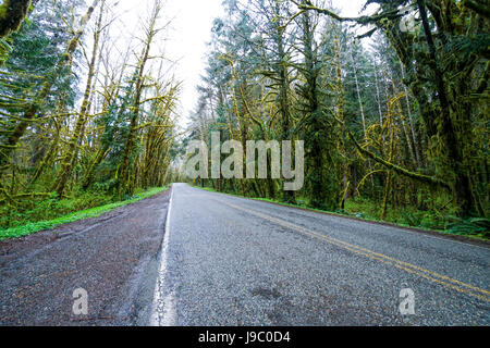 Hoh Road im Hoh Regenwald an Olympic National Park - Gabeln - WASHINGTON Stockfoto