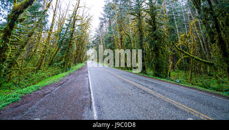 Gruselige Bäume bei Hoh Road in den Regen Wald der Olympic National Park - Gabeln - WASHINGTON Stockfoto