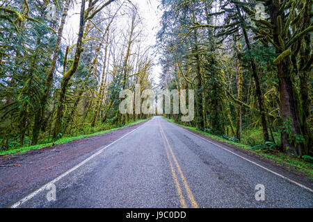 Hoh Road im Hoh Regenwald an Olympic National Park - Gabeln - WASHINGTON Stockfoto