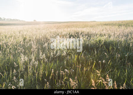 Gräser im Morgen Licht über ländliche Landschaft Leuchten Stockfoto