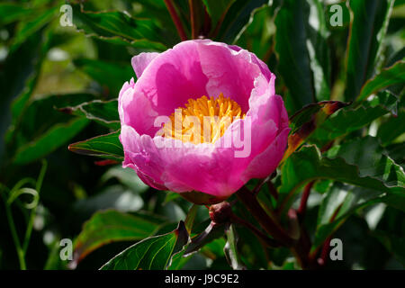 Pfingstrose (Paeonia) Blume in voller Blüte (Suzanne Gemüsegarten, Le Pas, Mayenne, Frankreich). Stockfoto