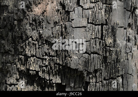 Die Textur von verkohltem Holz, Kohlen mit tiefen Rissen in schwarz / weiß Stockfoto