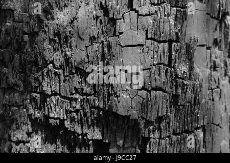Die Textur von verkohltem Holz, Kohlen mit tiefen Rissen in schwarz / weiß Stockfoto