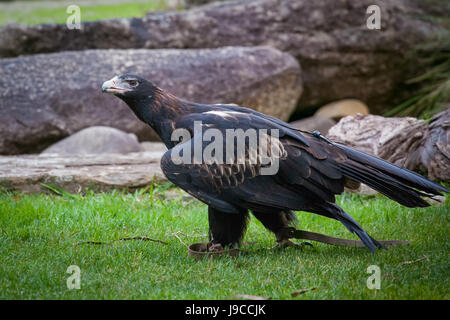 Wedge-tailed Eagle zu Fuß auf dem Rasen Stockfoto