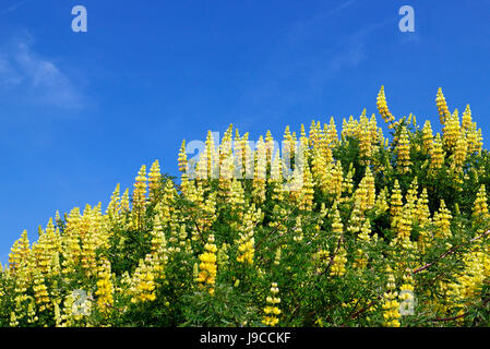 Ein Blick auf Baum Lupinen Lupinus Arboreus in Blüte auf den westlichen Klippen am Mundesley-on-Sea, Norfolk, England, Vereinigtes Königreich. Stockfoto