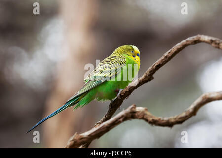 Wellensittich - Song Papagei auf Baum Zweig Closeup hocken Stockfoto
