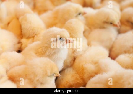 Küken geschlüpft aus einem Eiern im Inkubator auf einer Hühnerfarm. Stockfoto