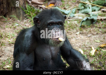 Porträt von Schimpansen im Zoo, Malaysia Banane essen. Stockfoto