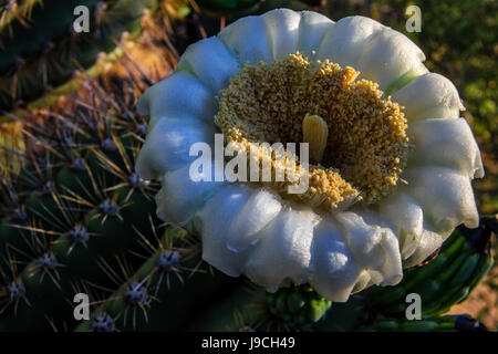 Eine Gruppe von Saguaro Blüten setzen Sie auf eine beeindruckende Show. Arizonas Zustandblume Stockfoto