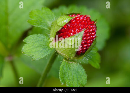 Mock Erdbeer (Duchesnea Indica) - auch bekannt als indische Erdbeere, falsche Erdbeere, Schlange Berry - USA Stockfoto