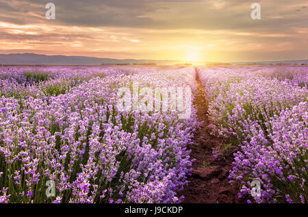 Sonnenaufgang über dem Lavendelfeld in Bulgarien Stockfoto