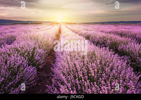 Sonnenaufgang über dem Lavendelfeld in Bulgarien Stockfoto