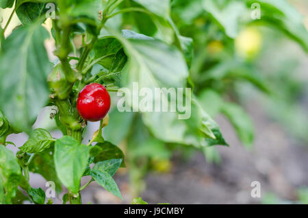 Kleine niedliche Chiltepin ornamentalen Paprika Stockfoto