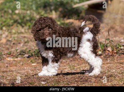 Niedlichen pelzigen braune und weiße Welpen Cockapoo Stockfoto