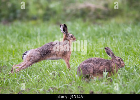 Feldhasen (Lepus Europaeus) auf einer Wiese, Emsland, Niedersachsen, Deutschland Stockfoto