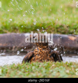 Eine weibliche Amsel (Turdus Merula) Baden zeigt Bewegung in Großbritannien Stockfoto