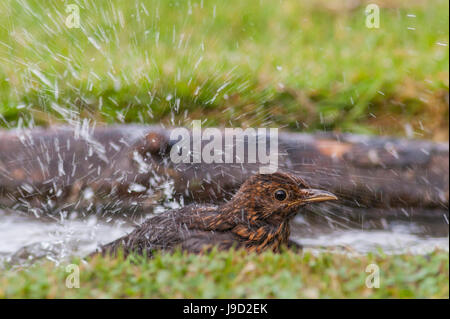 Eine weibliche Amsel (Turdus Merula) Baden zeigt Bewegung in Großbritannien Stockfoto